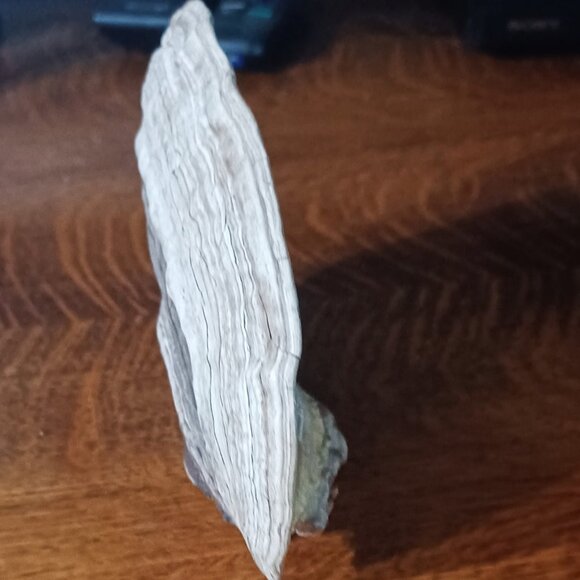 Vintage Hand Painted Tree Conk Shelf Mushroom Fungus FOLK ART - Picture 4 of 6